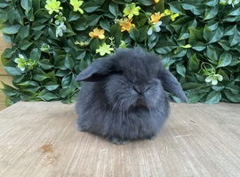 Mini lops ( Est since 2014 )