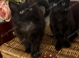 Kittens