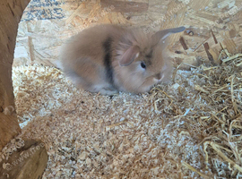 Lion head lop rabbits