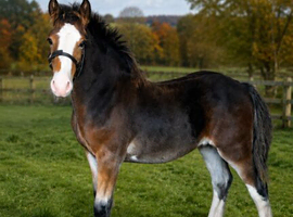 Cob X foal to make 15HH++ Ride & Drive Potential