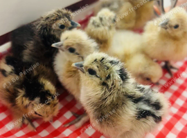 Hatching Eggs for sale