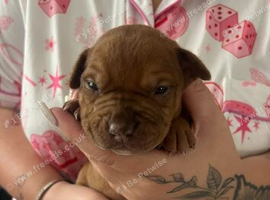 Puppies for sale