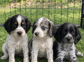 Last 3 Outstanding Cocker Spaniel Puppies