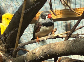 Cute Zebra Finches