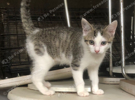 Fun kitten &zwj;