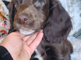 Last 2 boys:: ready now sprocker spaniels