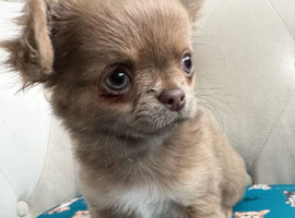 KC reg long coat lilac Chocolate chihuahua puppies