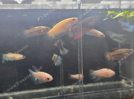 Guppies,corys,minnows,bettas,dadios,danios for sale
