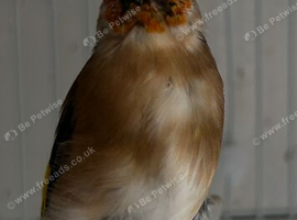 Young grey goldfinch male