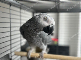 African grey parrot