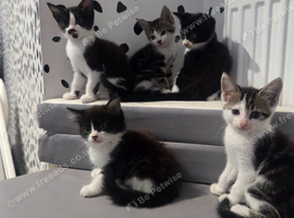 READY NOW! Kittens for SALE!
