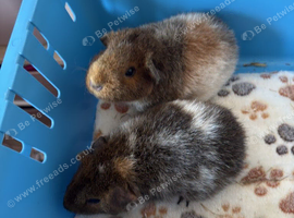 2 x Teddy Roan Female Guinea Pigs (Sisters)