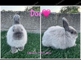 Very beautiful purebred Netherland dwarfs