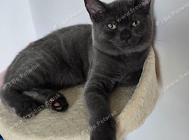 Male Britsh Shorthair
