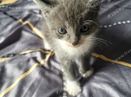 Two male kittens