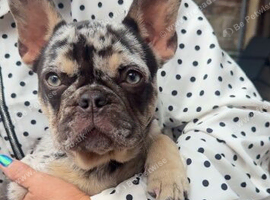 Merl frenchie female