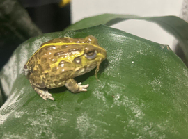 Africa bull frog