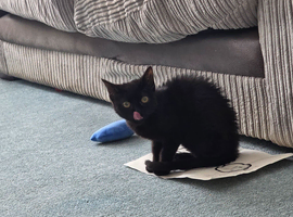 Black kitten