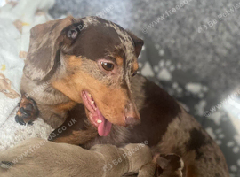 Miniature Dachshund Chester