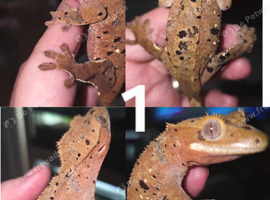 Dalmatian crested gecko breeding group