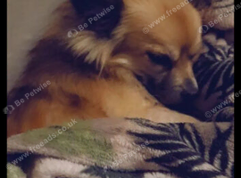10 year old chihuahua