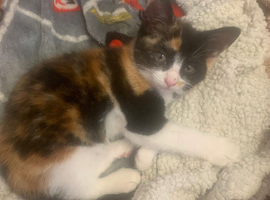 10 week old tortoise shell kitten