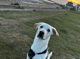 Loving home wanted  Labrador x German Shepherd