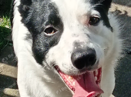 Wanted border collie