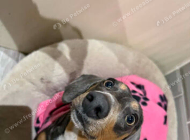 Millie minature dachund