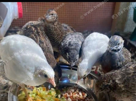 Button quails