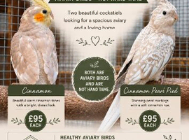 Cockatiels