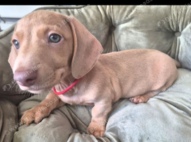 7 miniture Dachshund puppies available