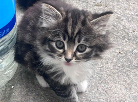Siberian kitten