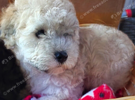 Pomapoo F1b Puppies,Absolutely Beautiful. Very Rare