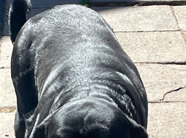 Stunning female Rottweiler for sale