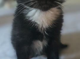 4 kittens for sale