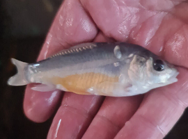 Plenty of koi to go to new homes