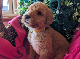 stunning Red Australian labradoodles