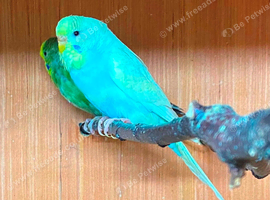 Want to rehome your Birds