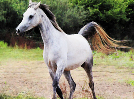 Beautiful Arabians !