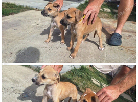 4 Lurcher puppys remaining