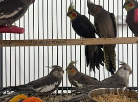 Various Stunning Baby Cockatiels