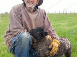 rams, wethers and ewers