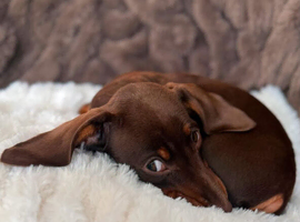 6 Months Old Mini Dachshund Male