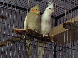 Young male and female