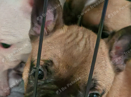 5 French bulldog puppies for sale ready 9/11/26