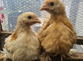 Pekin hens