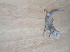 Bearded dragon male