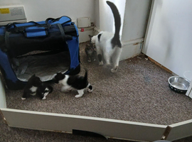2 kittens available