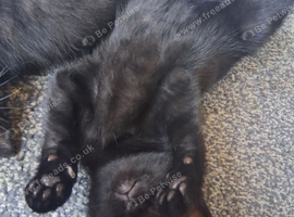 Mixed breed kitten